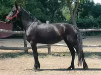 Kobyła, Friesian — zdjęcie 2