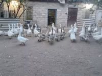 Geese — foto 3