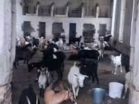 شتر ماده, شتر — عکس 2