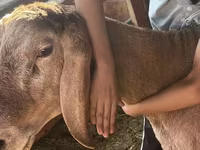 Kambing jantan, Arashan sheep — foto 1