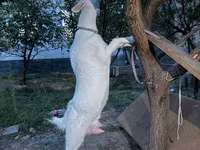 Ged, Russian White goat — foto 1