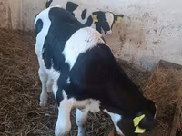 Bull, Cattle — photo 2