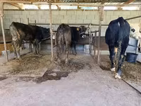 Stier, Runderen — foto 4