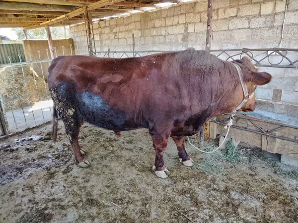 Stier, Limousin koe