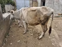 Sapi, Cattle — foto 5