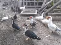Ducks — عکس 3