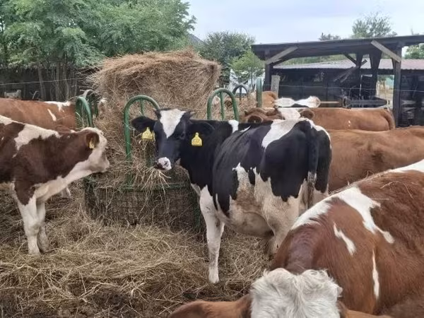 Stier, Holsteinras