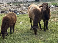 أغنام (دفعة، الجنس غير محدد), الأغنام — الصورة 2