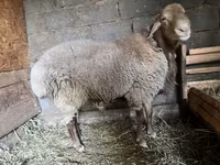 قوچ, گوسفند — عکس 3