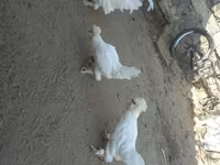 سلطان — عکس 2