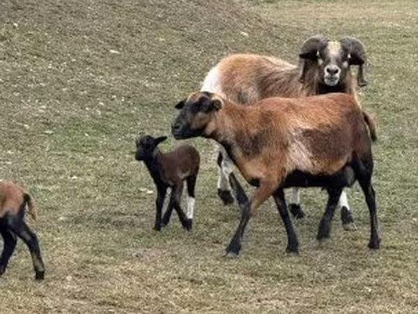 گوسفند (گروه، جنسیت مشخص نشده), Cameroon sheep