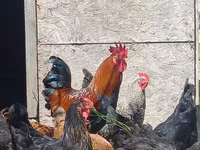 Chickens — 사진 3