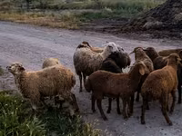 Montone, Pecore — foto 1