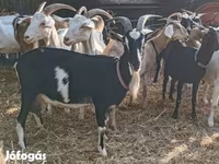 Echki, Toggenburg goat — 6-rasm