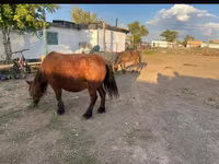 Kuda betina, Horses — foto 1