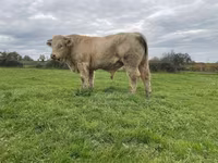 ثور, Charolais cattle — الصورة 2