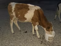 Ταύρος, Swiss cattle — φωτογραφία 3