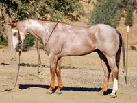 公马, National Show Horse — 照片 3