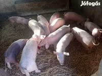 Säue, Schweine — Foto 2