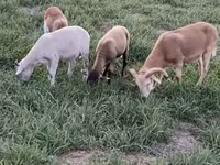 Vædder, Cameroon sheep — foto 7