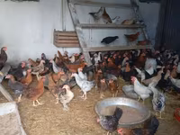 Chickens — عکس 2