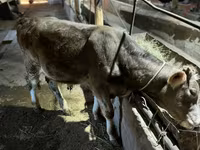 Bika, Swiss cattle — 4. fotó