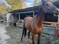 مادیان, Friesian sport horse — عکس 7