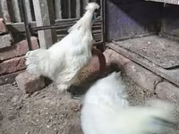 Silkie — photo 5