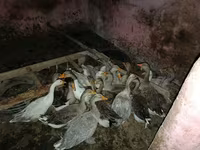 Geese — 사진 3