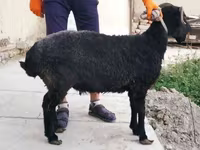 Oveja, Arabi sheep — foto 2