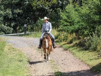 Ձի, Quarter Horse — լուսանկար 5