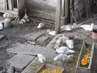 Ducks — Foto 4