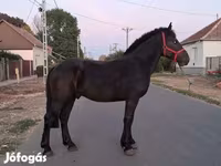 اسب نر, Friesian — عکس 4