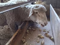Domba jantan, Baerchuke sheep — foto 4