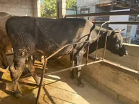 Mucca, Bovini — foto 1