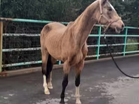 ม้าตัวเมีย, Akhal-Teke — รูปภาพ 4