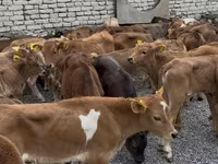 گاو نر, گاو — عکس 4
