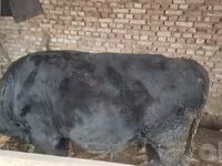 Lembu jantan, Aberdeen-Angus — foto 1