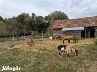 Kambing betina, Goats — foto 2