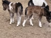 اسب نر, Shetland Pony — عکس 2