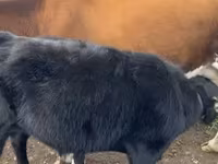 Bò cái, Gia súc — ảnh 4