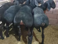 แกะตัวผู้, Hissar sheep — รูปภาพ 2