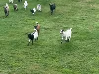 Chèvre, Dutch Landrace goats — photo 5
