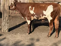 Bik, Swiss cattle — fotografija 6