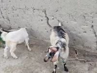 بز ماده, بز — عکس 3