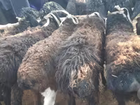 Montone, Hissar sheep — foto 4