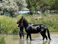 Hengst, Karachay horse — Foto 1