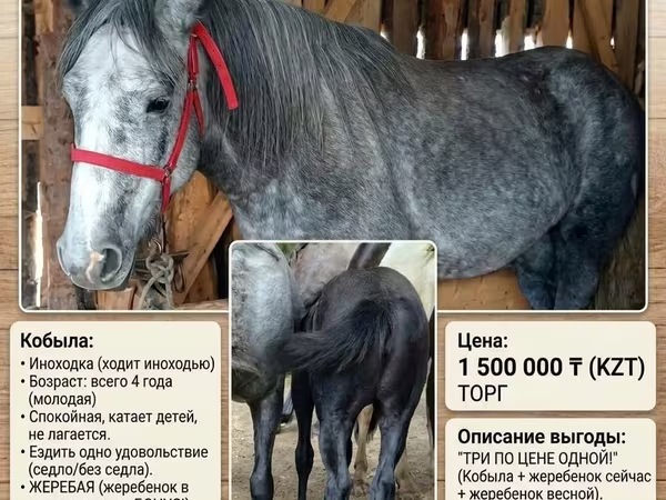 Бие, Percheron