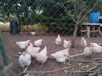 Chickens — ảnh 3