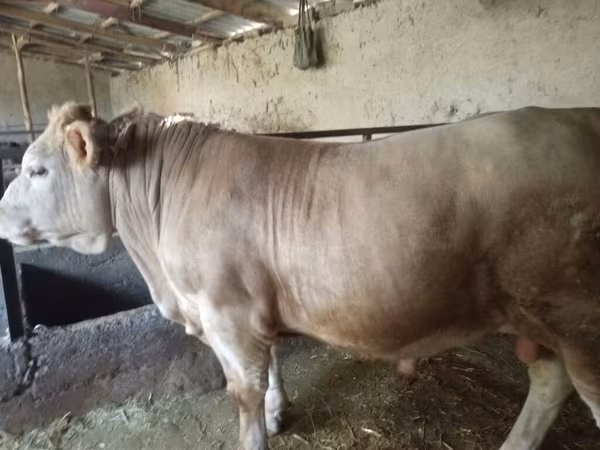 Bulle, Charolais cattle